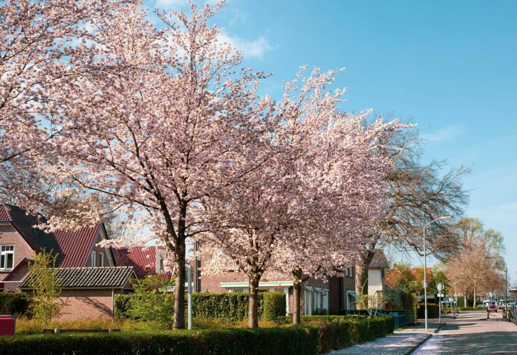 Voorjaar in huis? Vergeet je woning- en inboedelverzekering niet